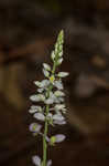 Whorled milkwort